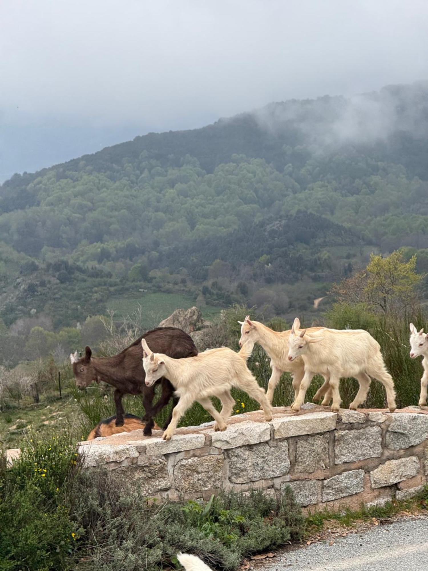 Ferme Du Col De La Vaccia *